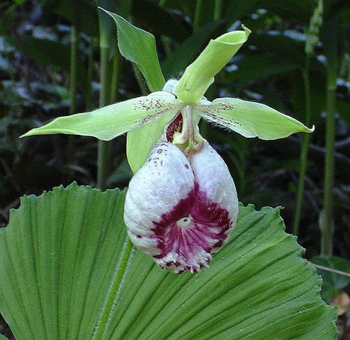 Cypripedium japonicum