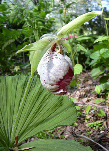 Cyp. japonicum from the side