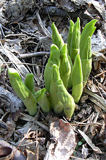 Cypripedium seedlings approaching blooming size