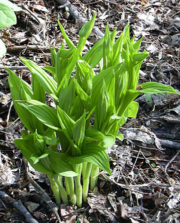 Clump of Cyp pubescens