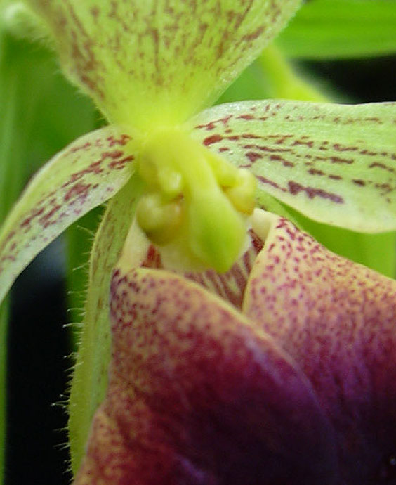 Selenipedium close up