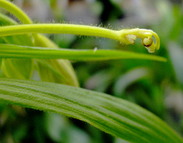 staminode from the side