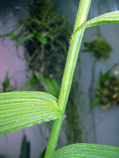 Selenipedium stem