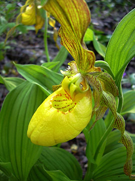 Large Yellow Ladyslipper