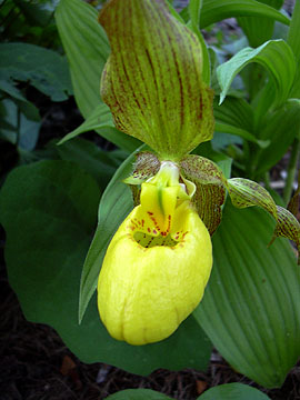 Large Yellow Ladyslipper