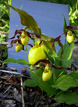 Small Yellow Ladyslipper