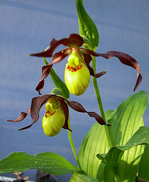 Small Yellow Ladyslipper