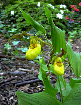 Southern Small Yellow Ladyslipper