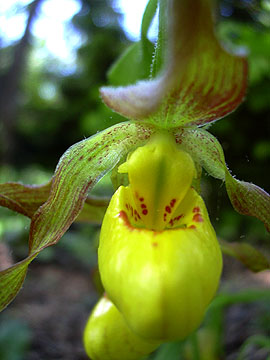 Southern Small Yellow Ladyslipper